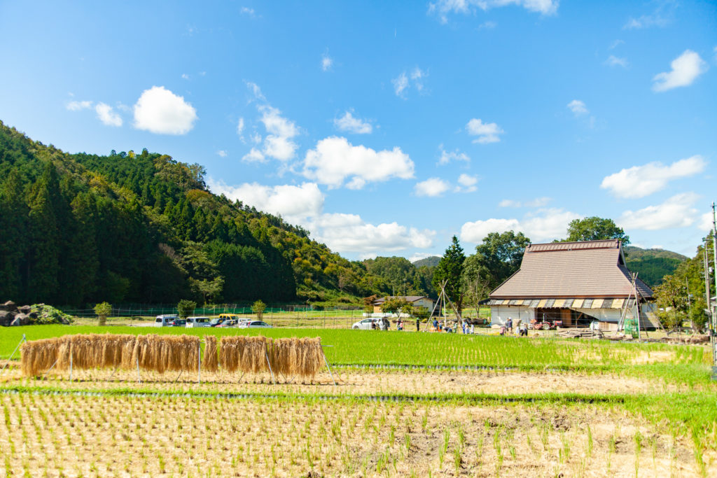 自然農法のお米を稲刈り体験