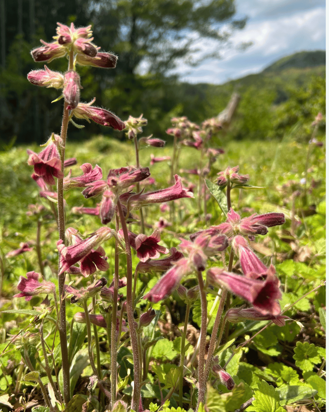 地黄薬師堂なごみ