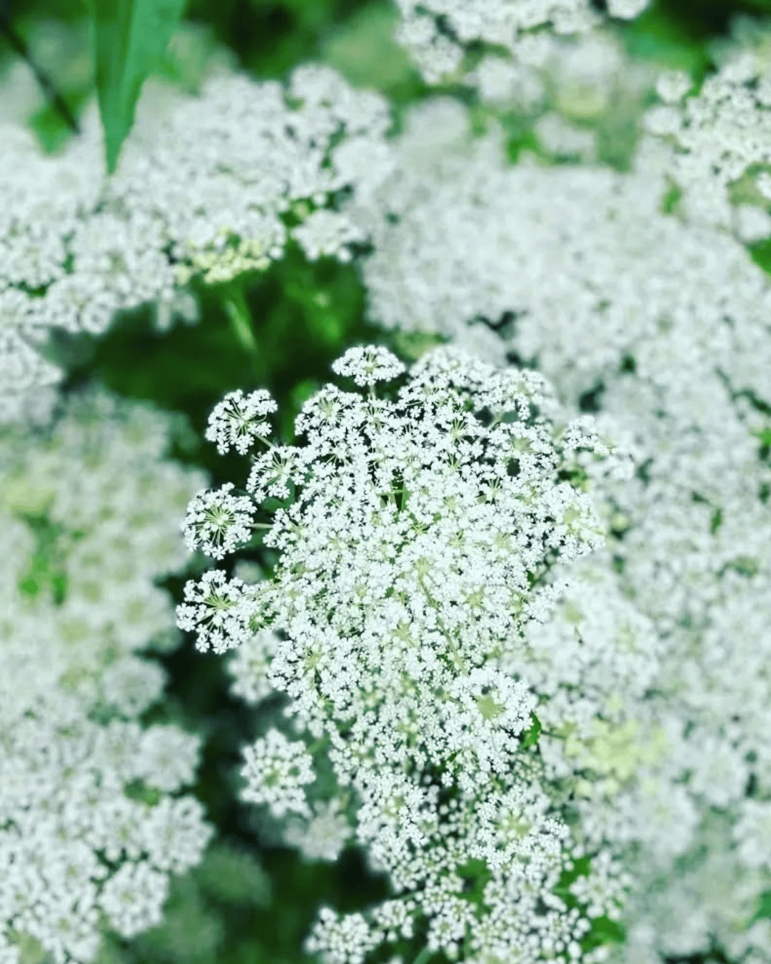 地黄薬師堂なごみ